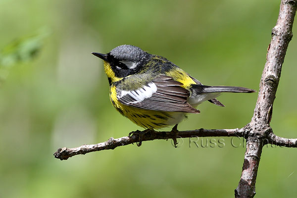 Magnolia Warbler © Russ Chantler